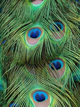 A closeup image of a male peacock’s colorful feathers
