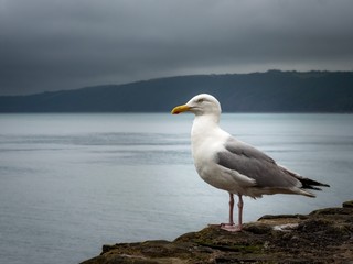 A Herring Gull sits on a rock wall at a harbour on an overcast, cloudy day in Devon, UK