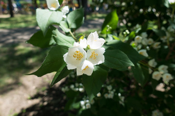 Opening white flowers of Philadelphus coronarius in May