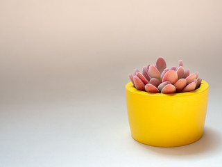 Beautiful pink succulent plant in yellow round concrete planter. Painted concrete pot for home decoration