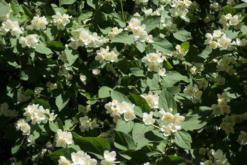 Plenty of simple white flowers in the leafage of Philadelphus coronarius
