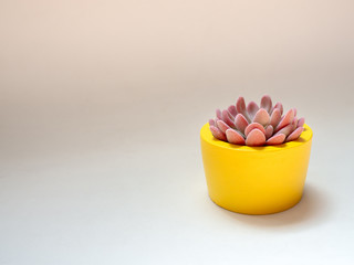 Beautiful pink succulent plant in yellow round concrete planter. Painted concrete pot for home decoration