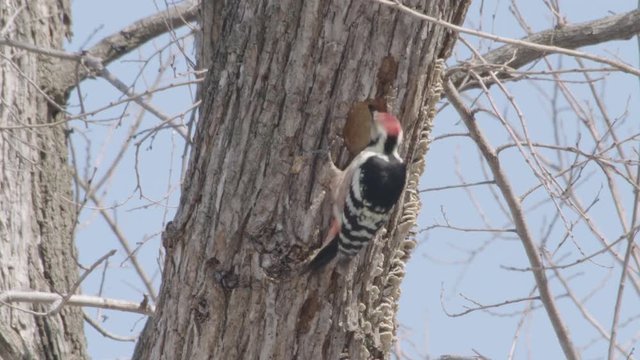 アカゲラ木を突く