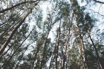 Pine tree forest seaside,trees trunks.