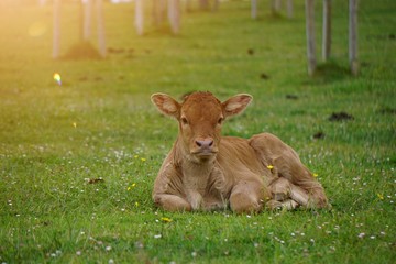 brown cow portrait in the meadow in the nature