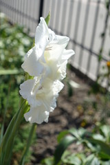 Close view of pure white flowers of Gladiolus