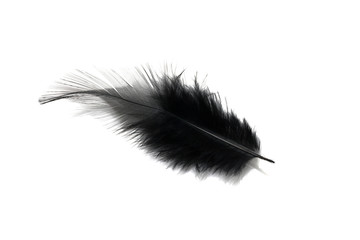Obraz premium Black feather isolated on white