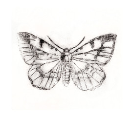 Etching butterfly on white background