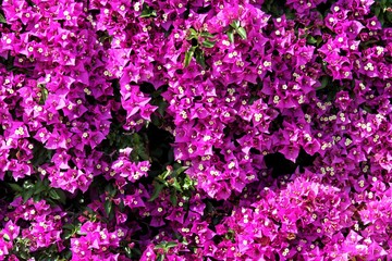 mur de bougainvilliers sur des façades de maison en Espagne