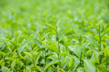 Fototapeta na wymiar Poppular tea field