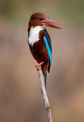 White-throated Kingfisher on the tree branch with beautiful background.