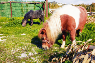 Two cute little pony grazing on grass