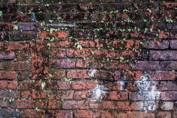 Walls from old red bricks with plants