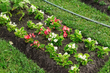 flowerbed urban flowers, grass, hose for watering, gardening