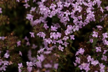 Fototapeta premium Flowers of a caraway thyme, Thymus herba-barona.