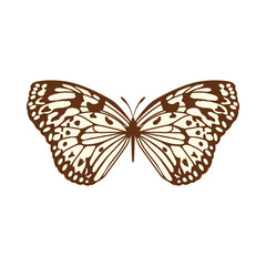 Fototapeta premium Sketch of Butterfly