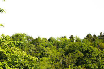 Treeline isolated on a white background 