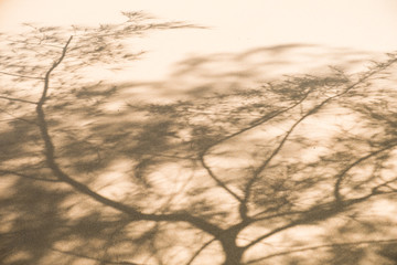 Pine tree shadow on the sand.
