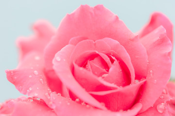 Fototapeta na wymiar Fresh rose with water drops
