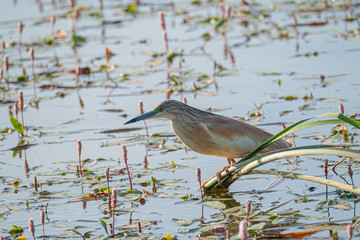Squacco heron, Ardeola ralloides, perched on a branch waiting to fish on the waters of the river