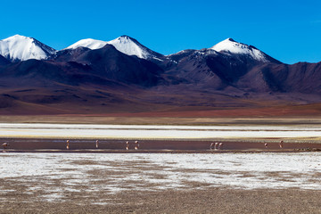 Flamingos in Laguna Hedionda, lagoon located in the Bolivian Altiplano near the Uyuni Salt Flat in...