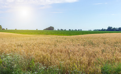 Fototapeta premium Agriculture Wheat crop field Rural landscape