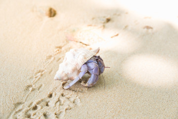 Hermit crab on the sand.