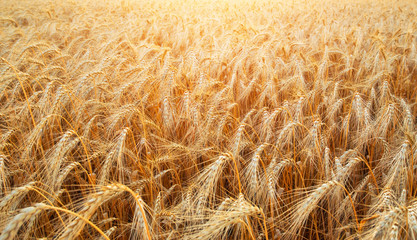 Background of wheat field with ripening golden ears closeup