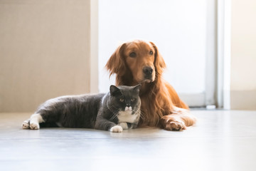 Golden Retriever and British Shorthair are friendly