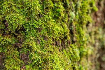 Fototapeta premium Mousse 