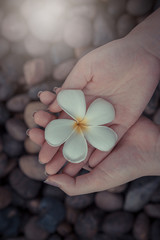 Woman hand hold Plumeria flowers on the river rock