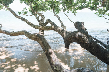 shadow of the trees on the sand, Soft wave splash on sea or ocean.