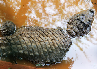 Crocodile a Predator Animal