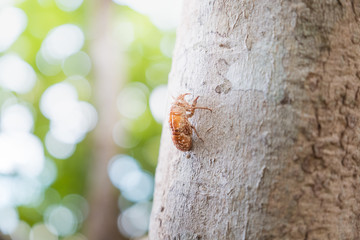 Cicada molting using as background or wallpaper. Cicada insect stick on tree.