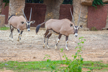 Gemsbok antelope (Oryx gazella) deer