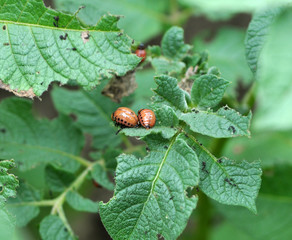 Larvae of Colorado Potato Beetle