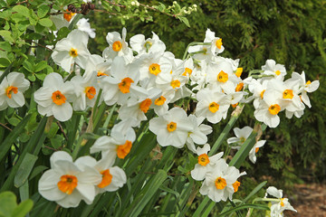 Narcisse multiflore ‘Géranium’	