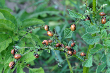 Larvae of Colorado Potato Beetle