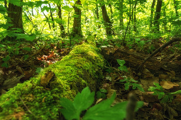 Alte Baumstämme am Boden verrotten im Wald und bilden neuen Lebensraum