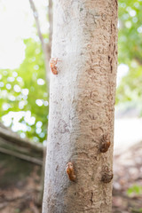 Cicada molting using as background or wallpaper. Cicada insect stick on tree.