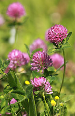 Fleur de trèfle sauvage	