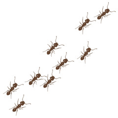 Line of worker ants marching. Vector isolated on white background