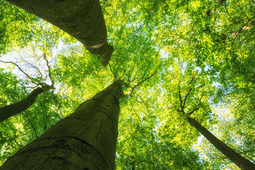Gro&szlig;e anmutige Baumkronen ragen in den Himmel