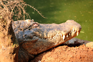 Crocodile a Predator Animal