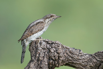 The Eurasian Wryneck woodpecker (Jynx torquilla)