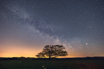 Eine alte Eiche steht auf einer Wiese, darüber eine sternenklare Nacht mit Milchstraße