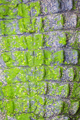Crocodile texture skin with water
