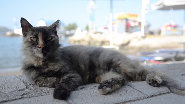 Cat lying on pavement with sea and boats in background