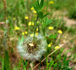 field, flowers, plants, beauty, tenderness