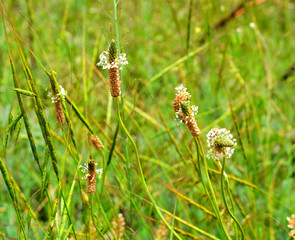 field, flowers, plants, beauty, tenderness